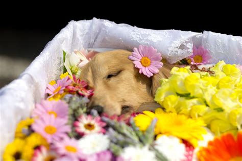 狗狗死後的世界|犬が旅立った後の世界ってどんなところだろう。ペットロスを乗。